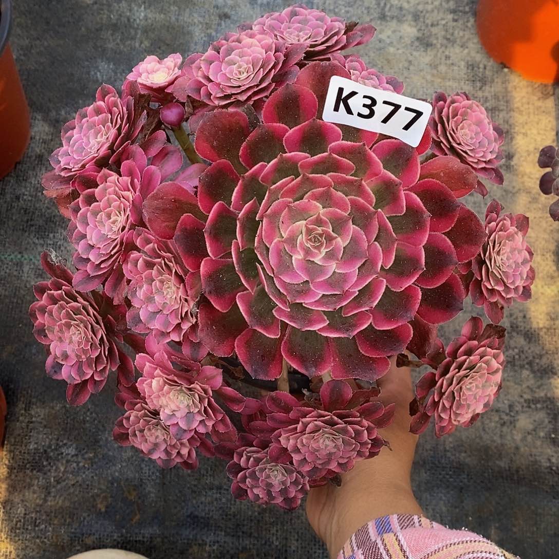 377红铜白4444444444