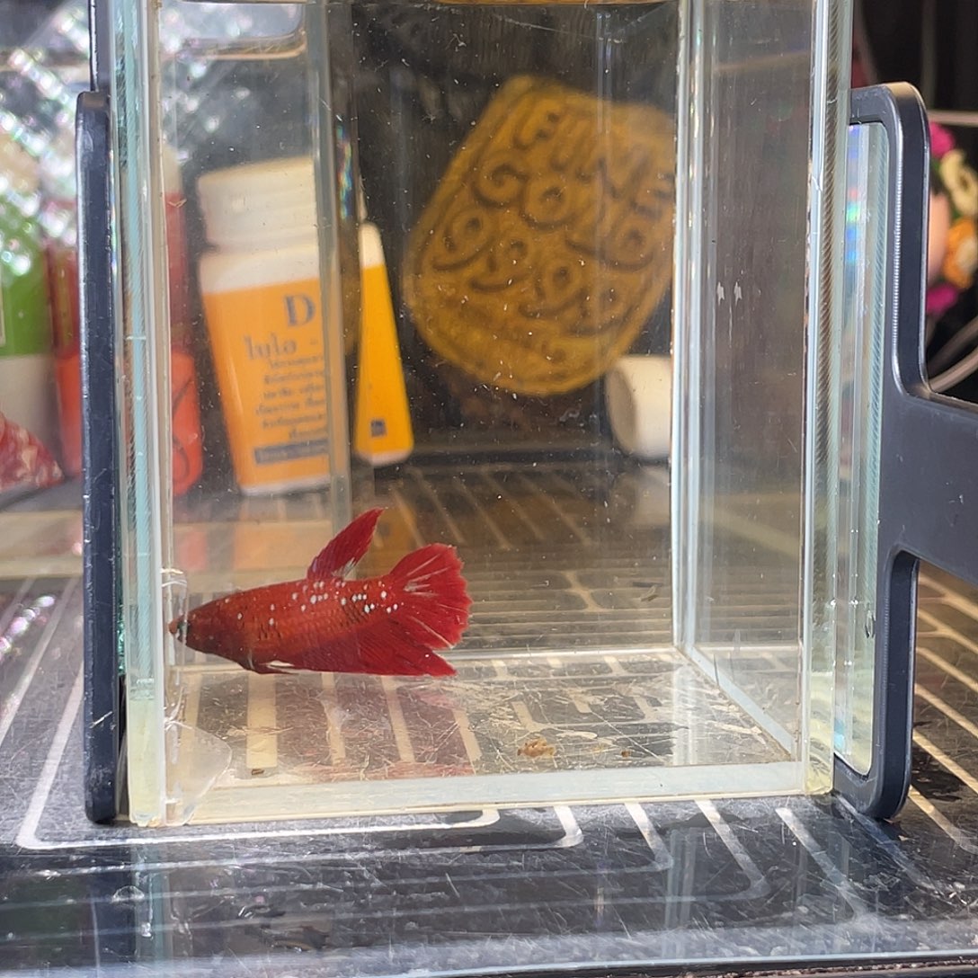 斗鱼绿眼彩金母鱼48号