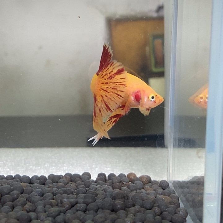 斗鱼泰国斗鱼368号