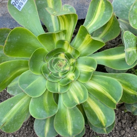 896暴君满25包邮多肉