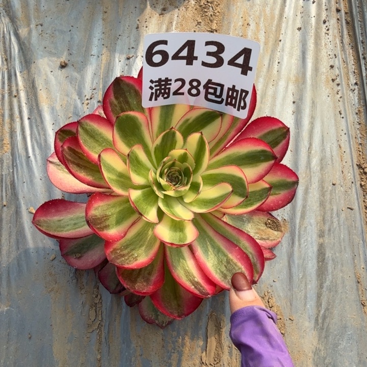 6434荔枝直播棚J