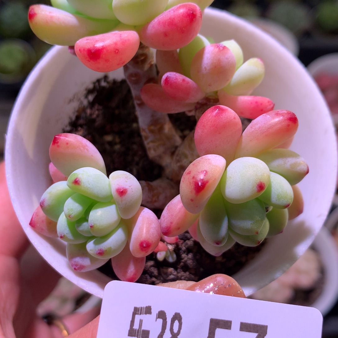 乐然28-57 罗琦群 