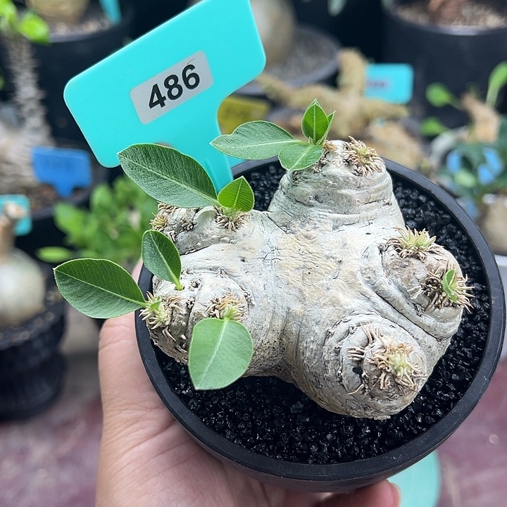 惠比须笑产地多肉植物