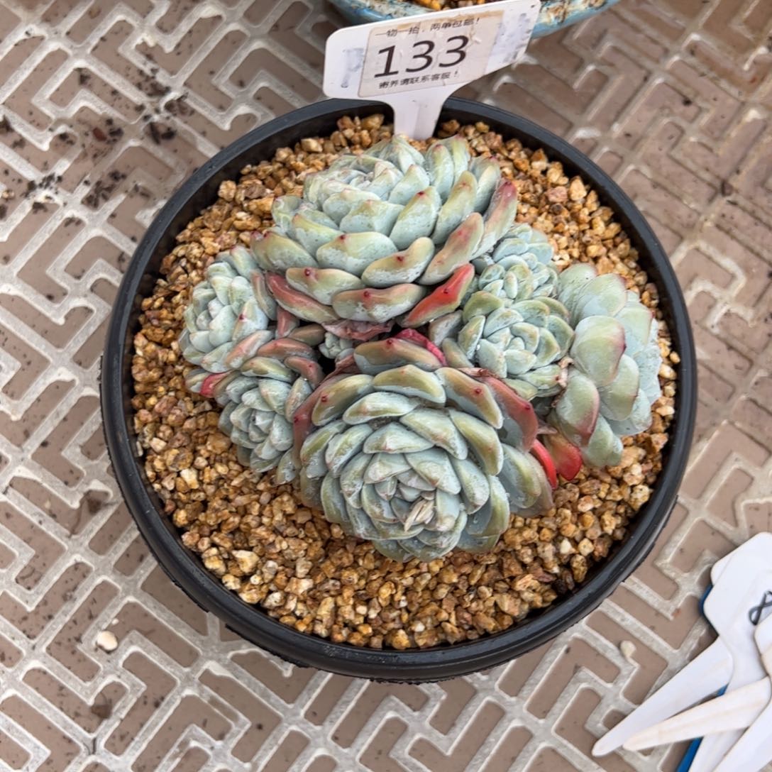 红陶纯***瓜133号多肉植物