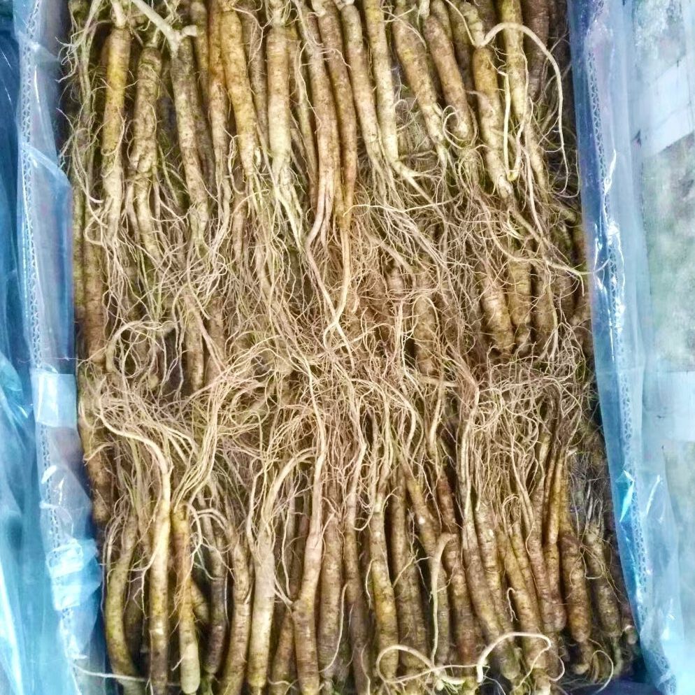 鲜人参15/30支 特价款(年货囤货) 泡水 煲汤款 长白山鲜人参