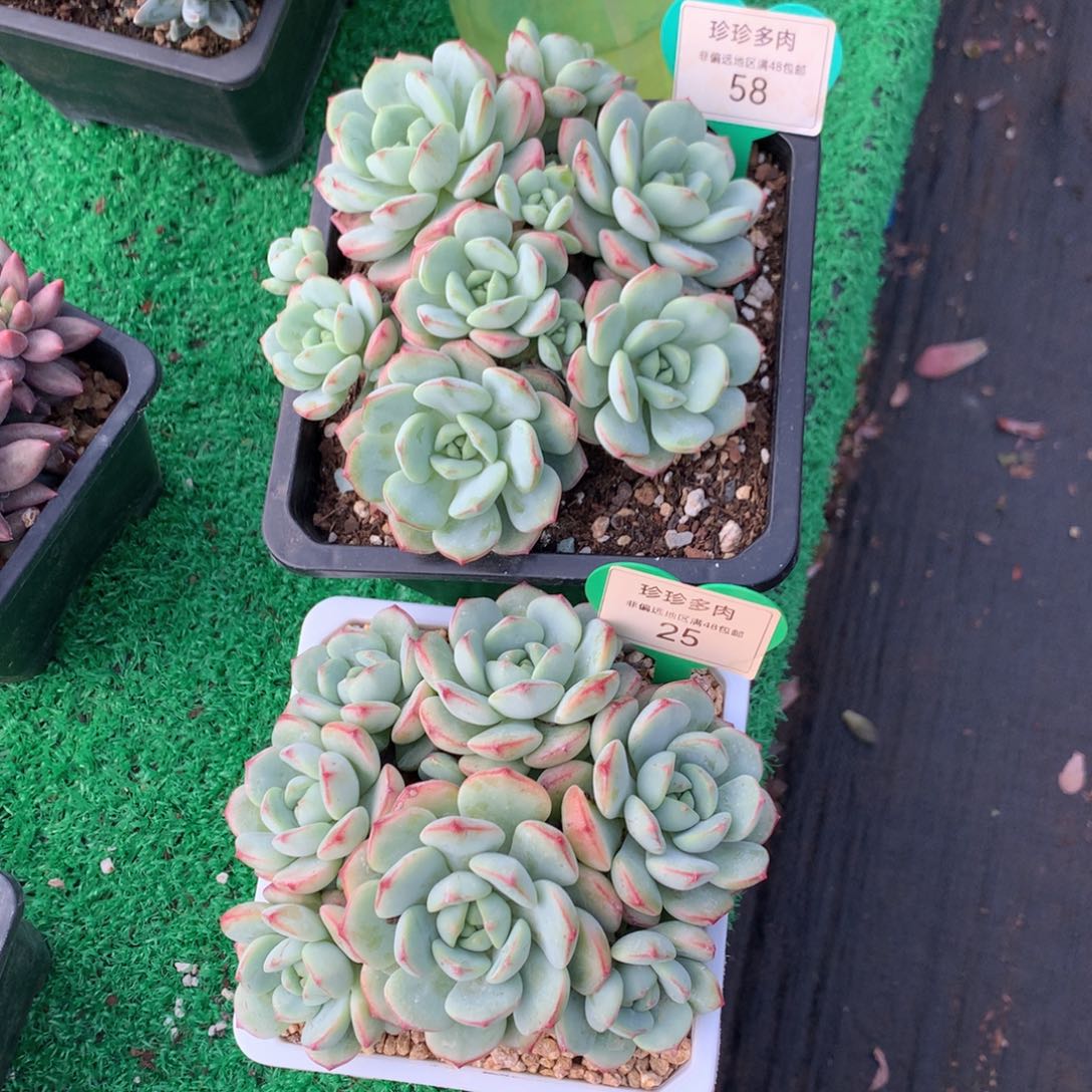 刘***涛香草老桩2颗58-25