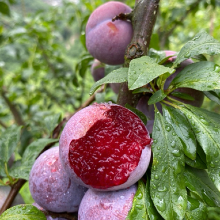 钱排银妃三华李苗可盆栽可地栽