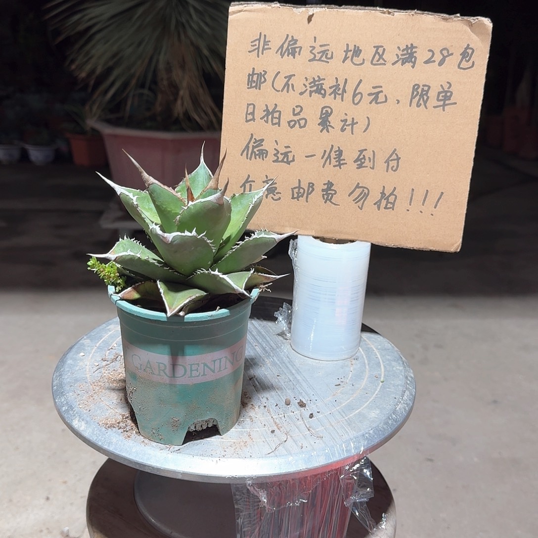 完全开放不知名龙舌兰