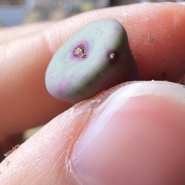 丁*rr723 sp 11-30-c16