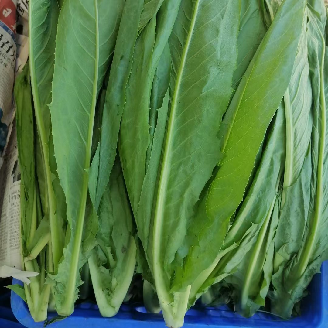 【本地淋甜苦麦菜】净重3斤起农家蔬菜发顺丰坏菜包赔