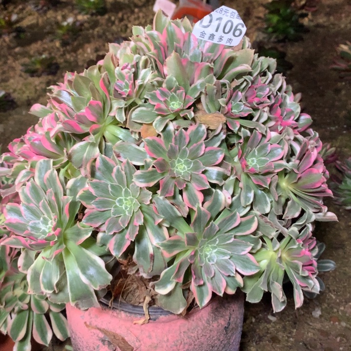 106多肉植物一物一拍