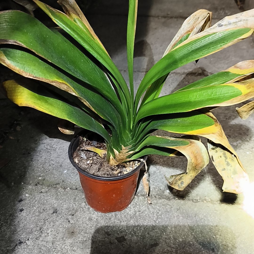 林***鹿当前无花栽培后可以开花盲盒大苗残叶特惠无售后