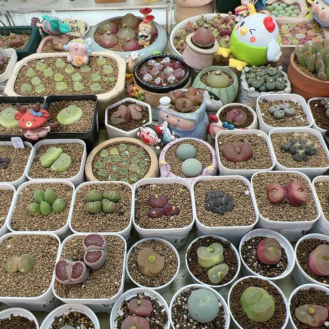 【闪购商品】C*寶150+141 一起