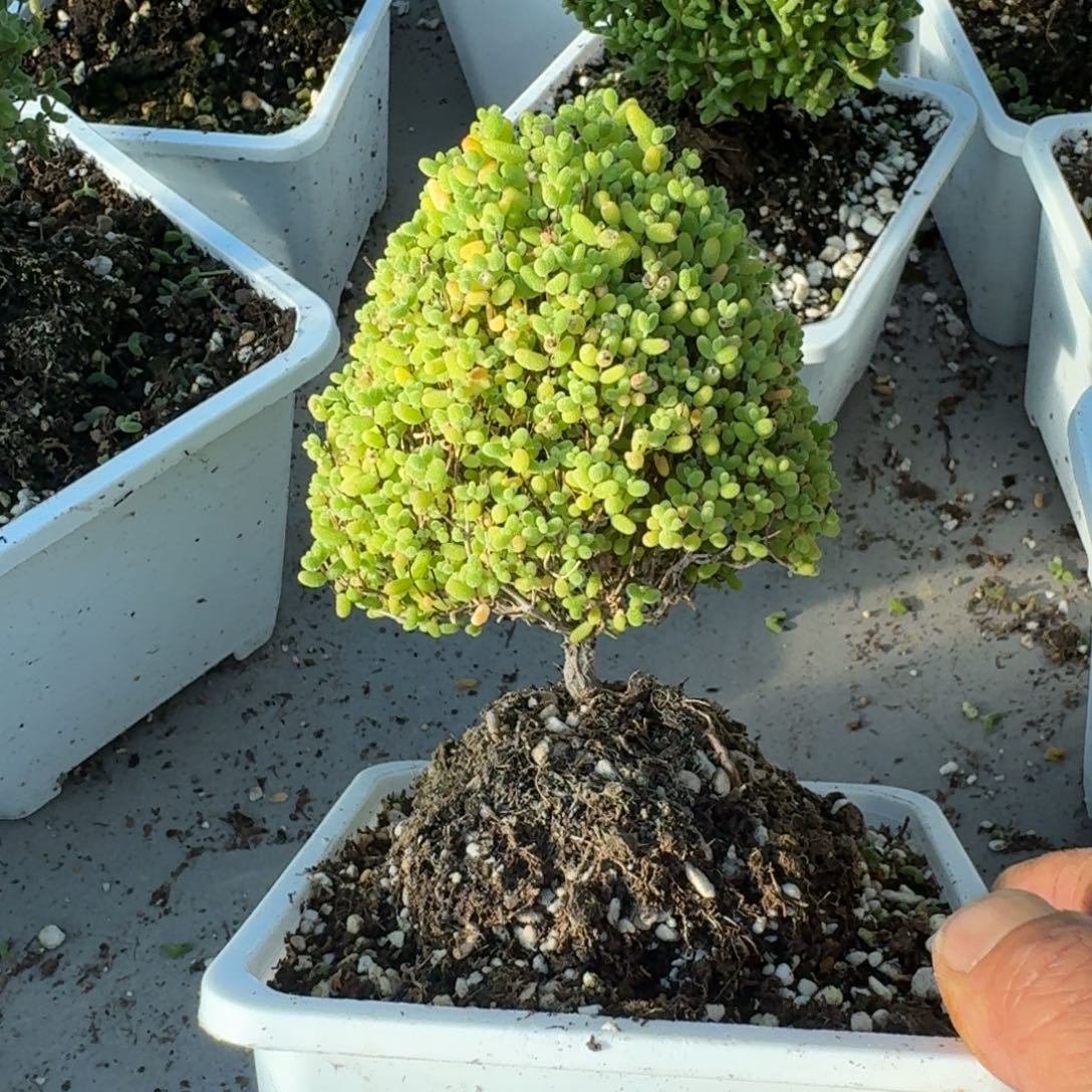 圣诞树蜜橘带盆带土发