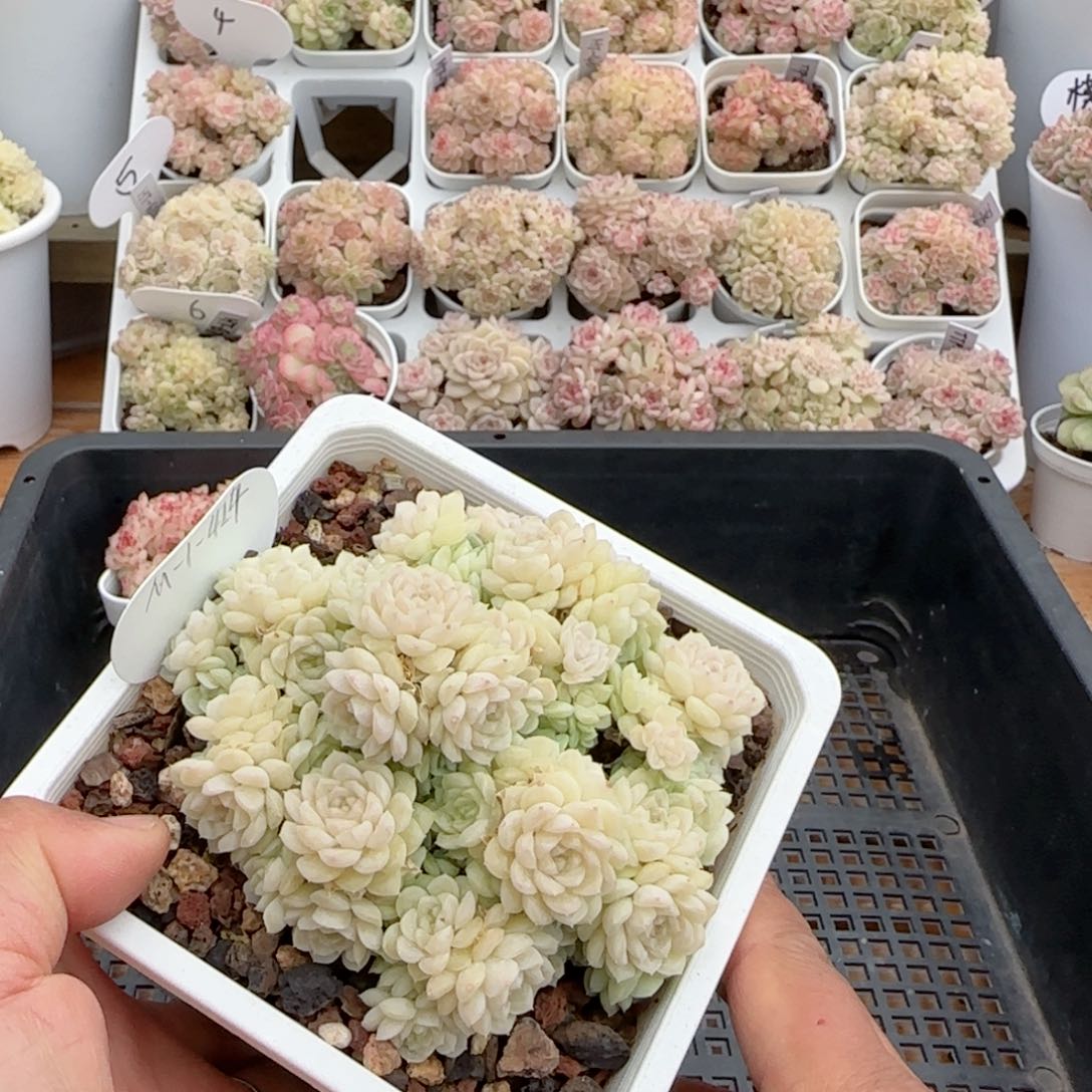 【闪购商品】0204-134（m1-424）