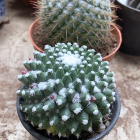 风鸣丸雪糕仙人球18米