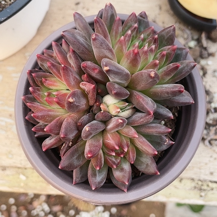 甲骨文15.8一盆8888888