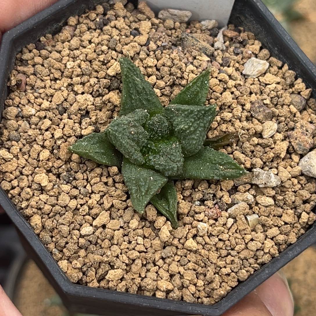 455哥斯拉龟甲牡丹