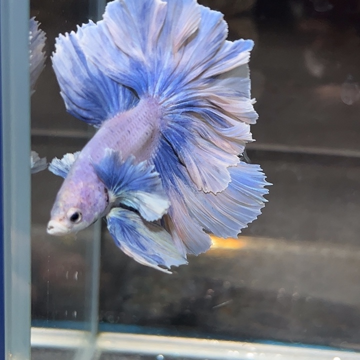 斗鱼50号打折出鱼粉蓝色大耳