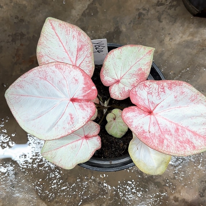 624-0205彩叶芋广东现货