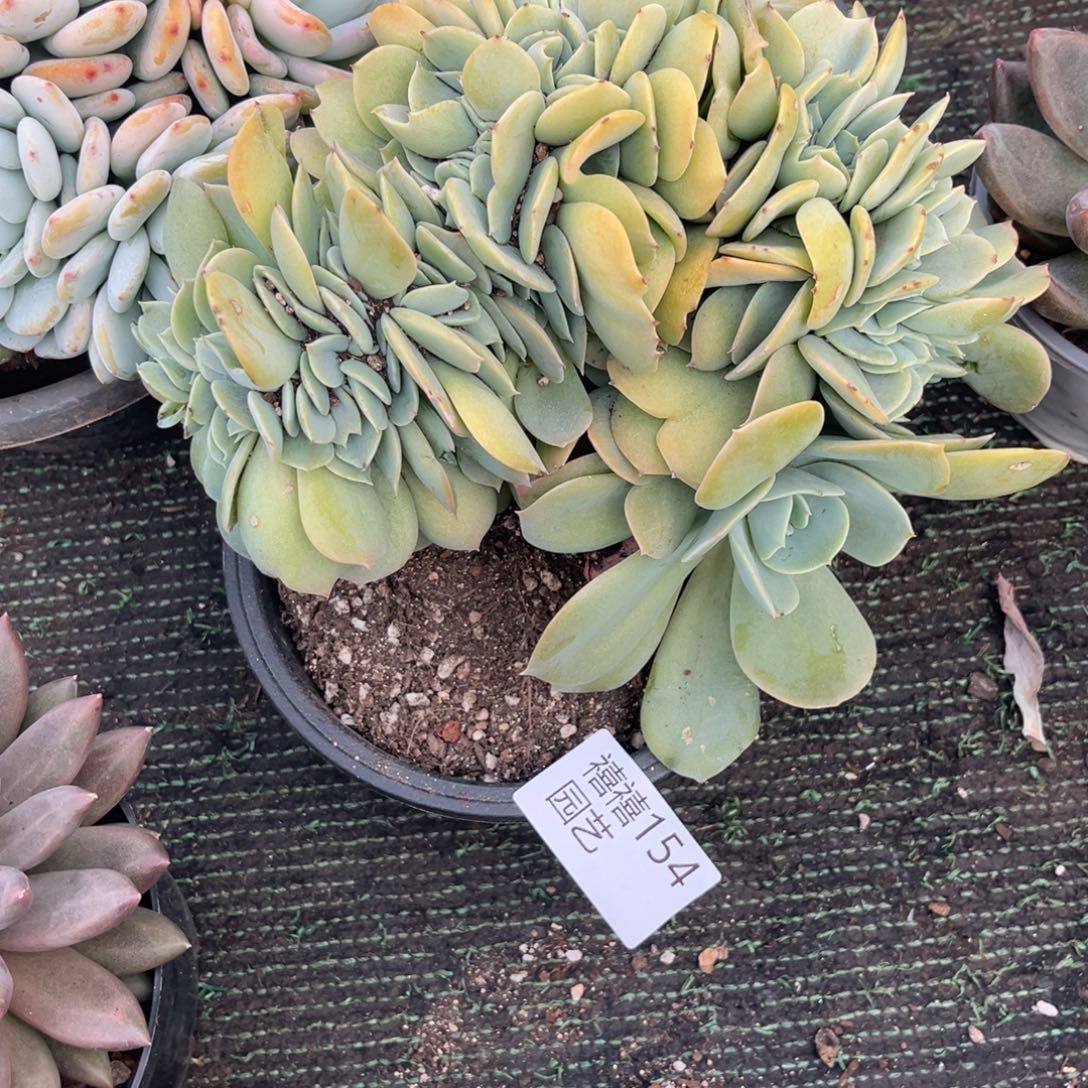 C***6154韩版凤缀多肉植物