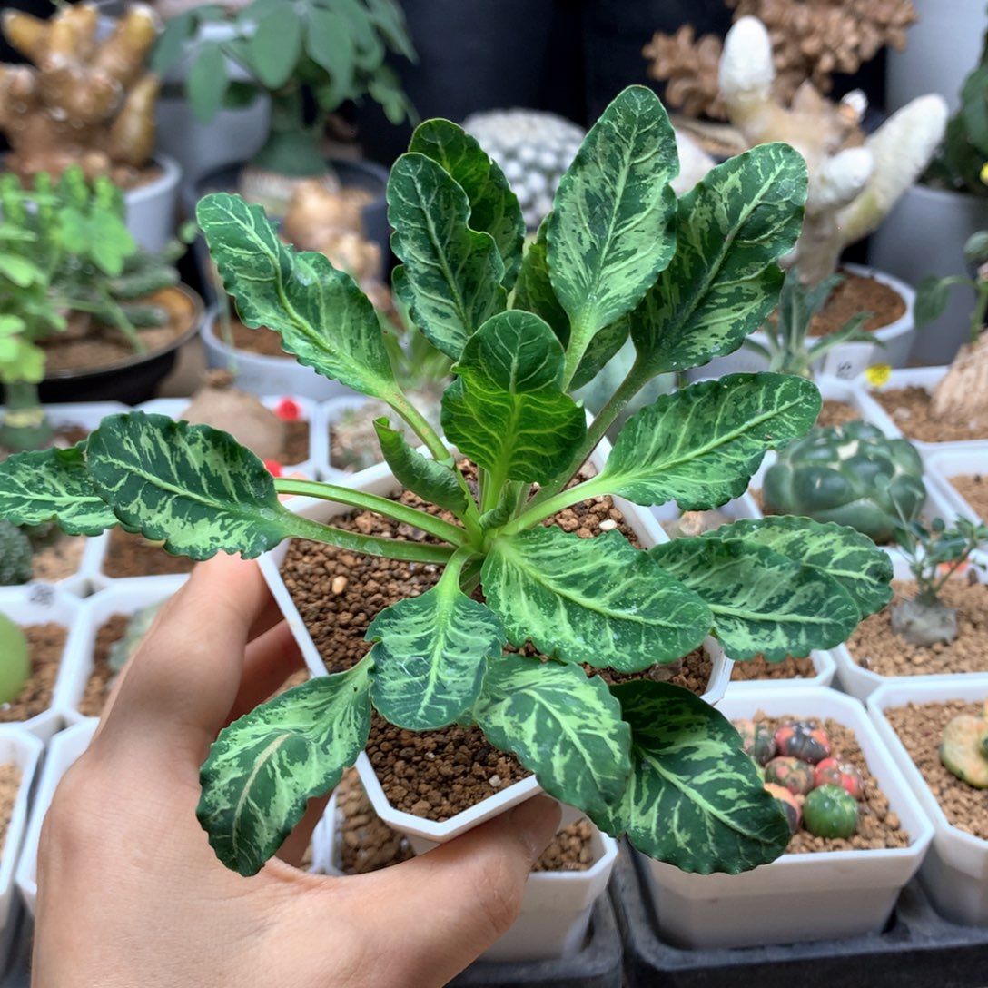 鱼骨大戟母本带盆