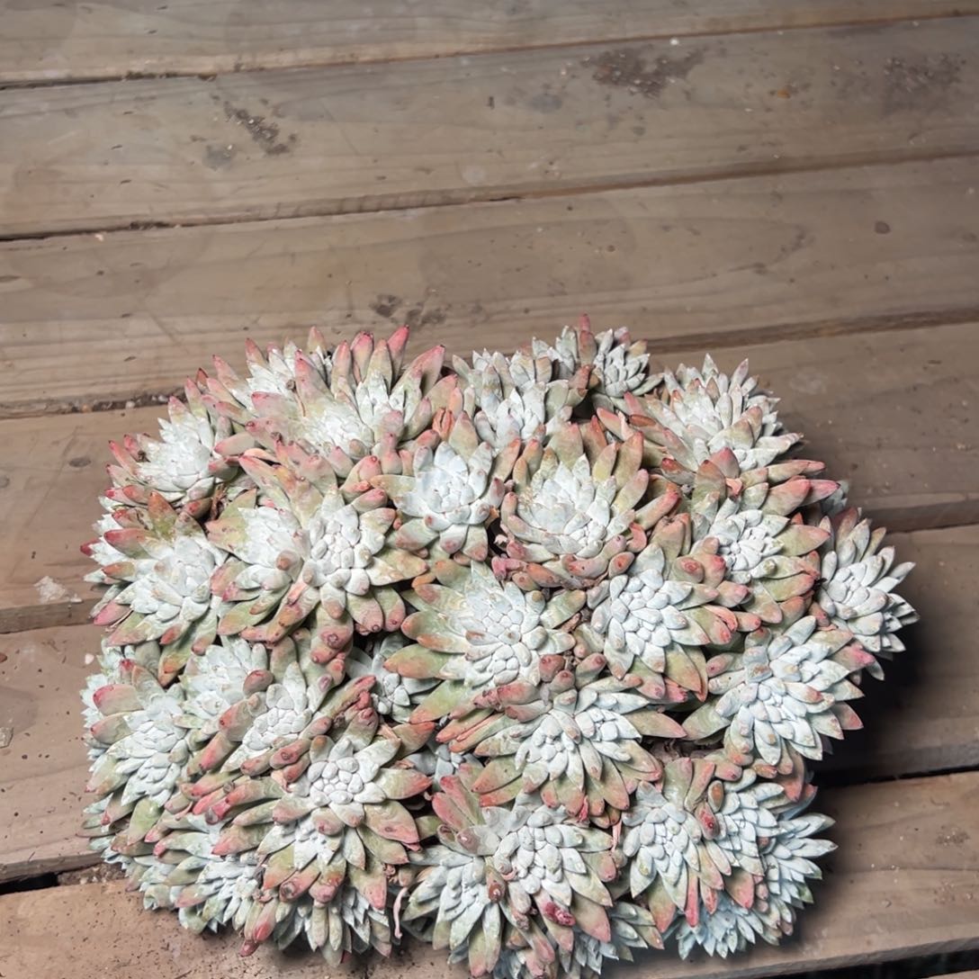 726白姆哈哈哈哈哈哈哈