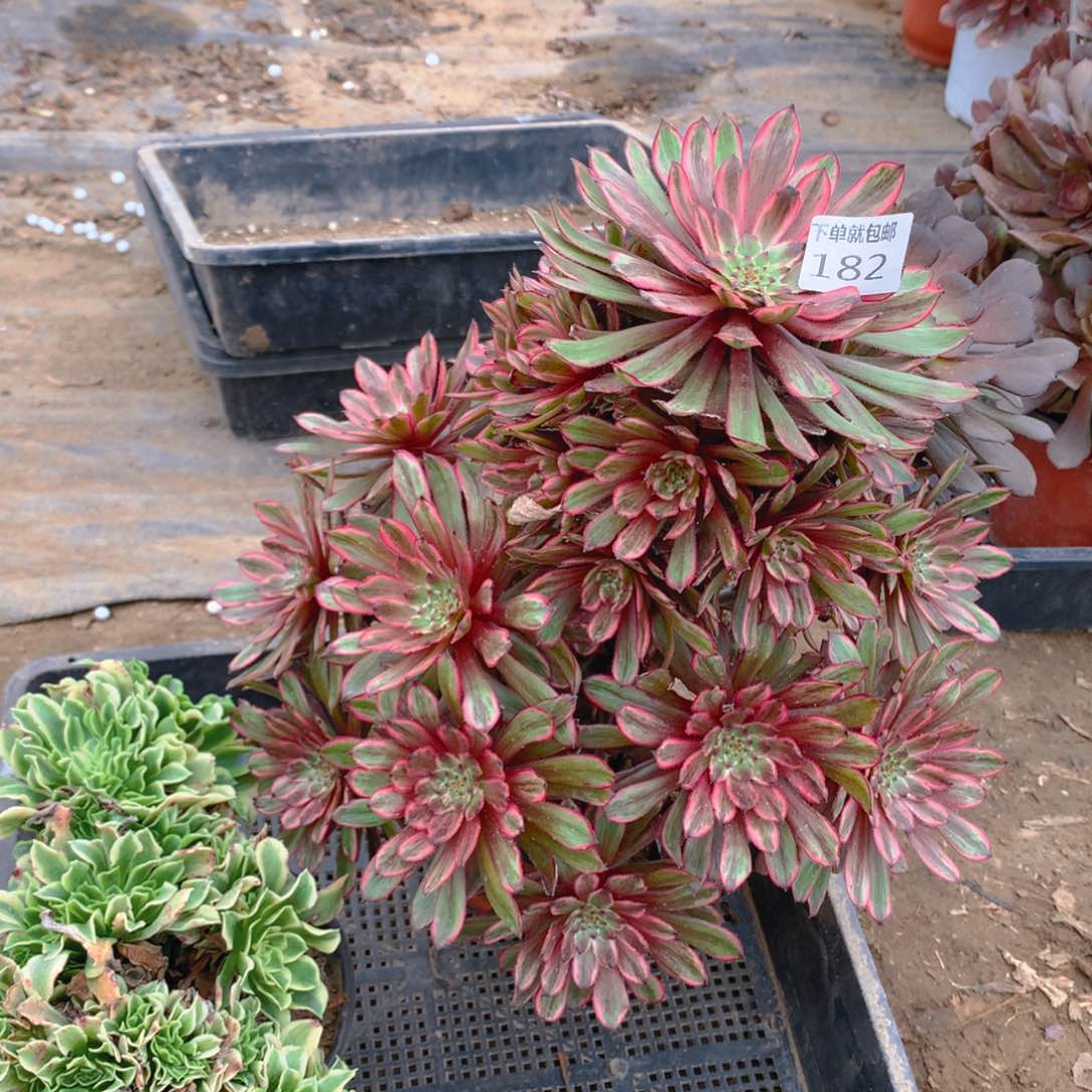 182法师组合老桩多肉植物