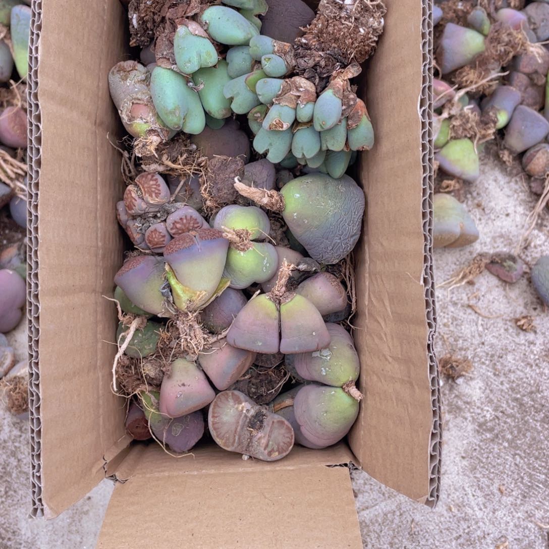 一箱母本8888888888