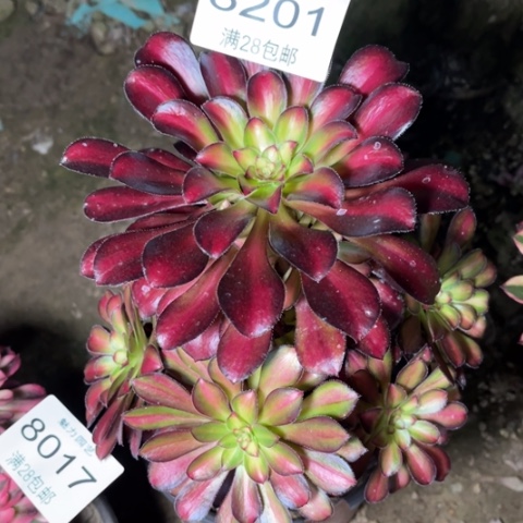 魅力多肉多肉8201