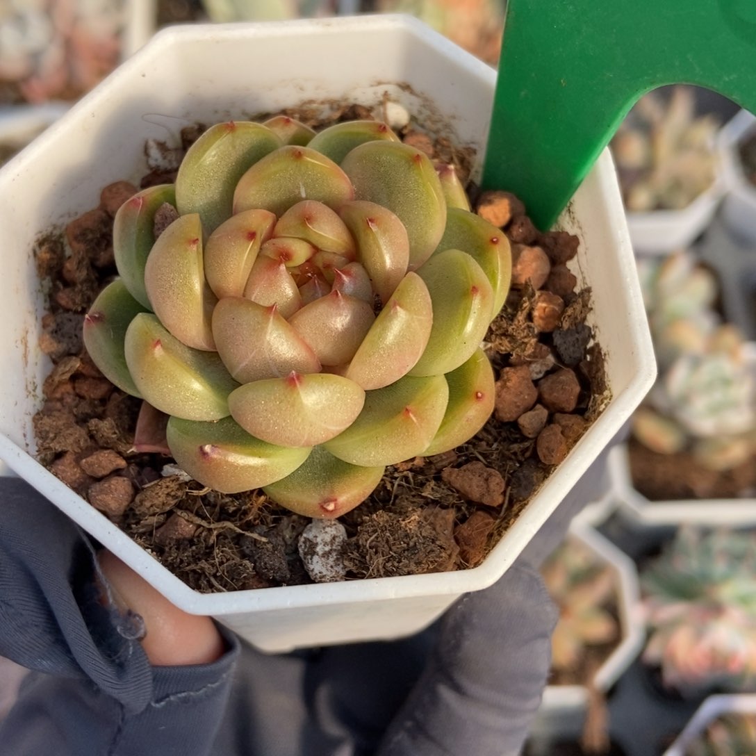 1026莱拉珍妮多肉植物保护