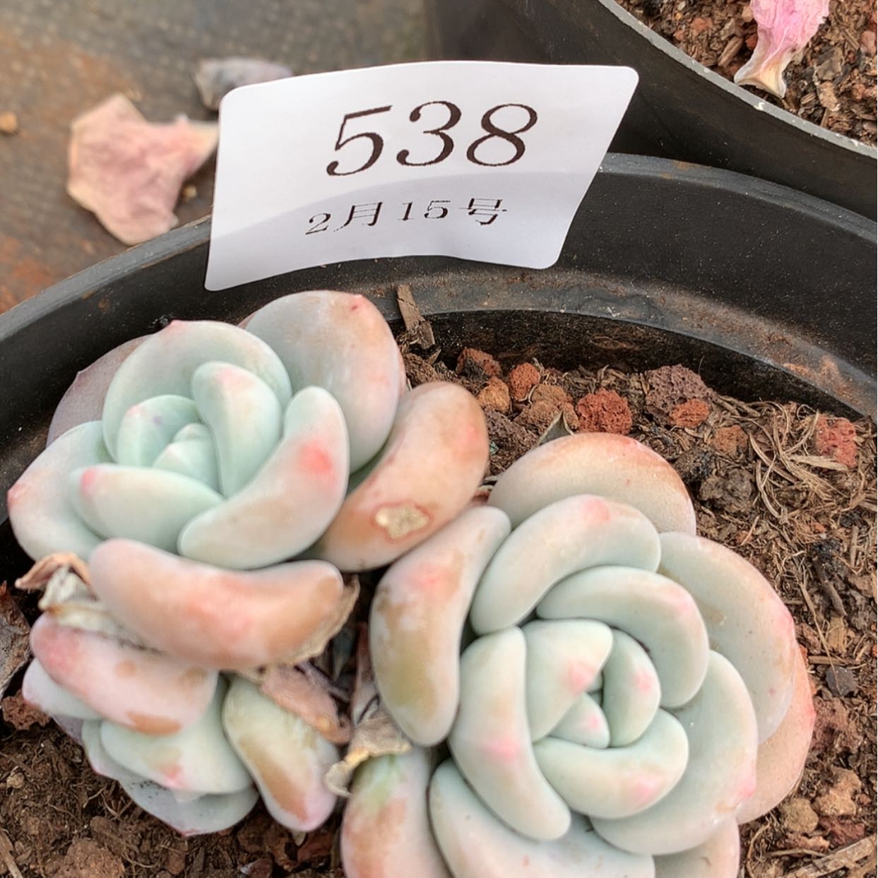 【闪购商品】云538