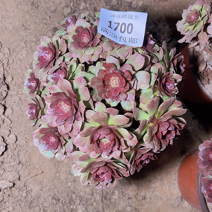 1700万圣节红拉丝多肉2号