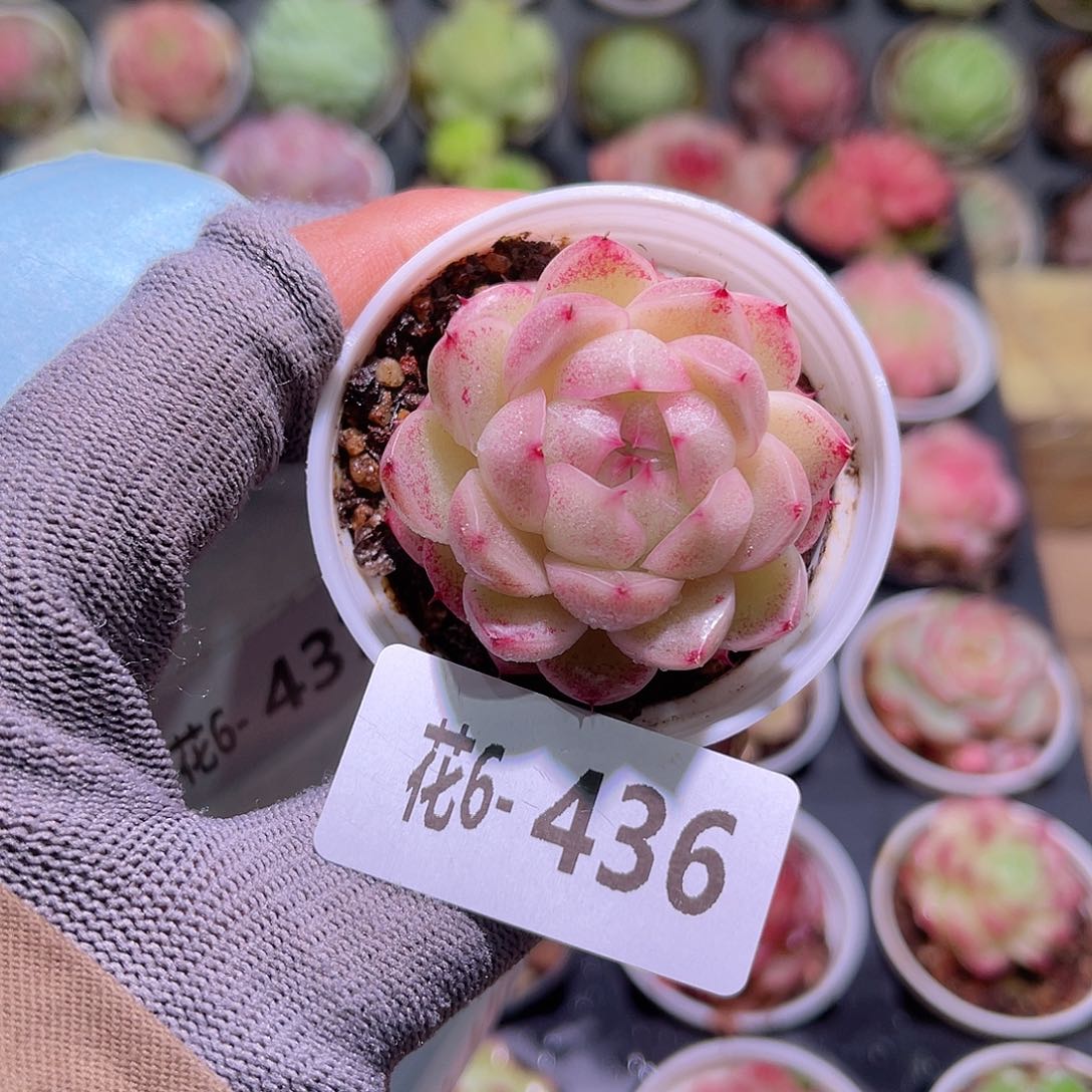 花06-436麦秆单头
