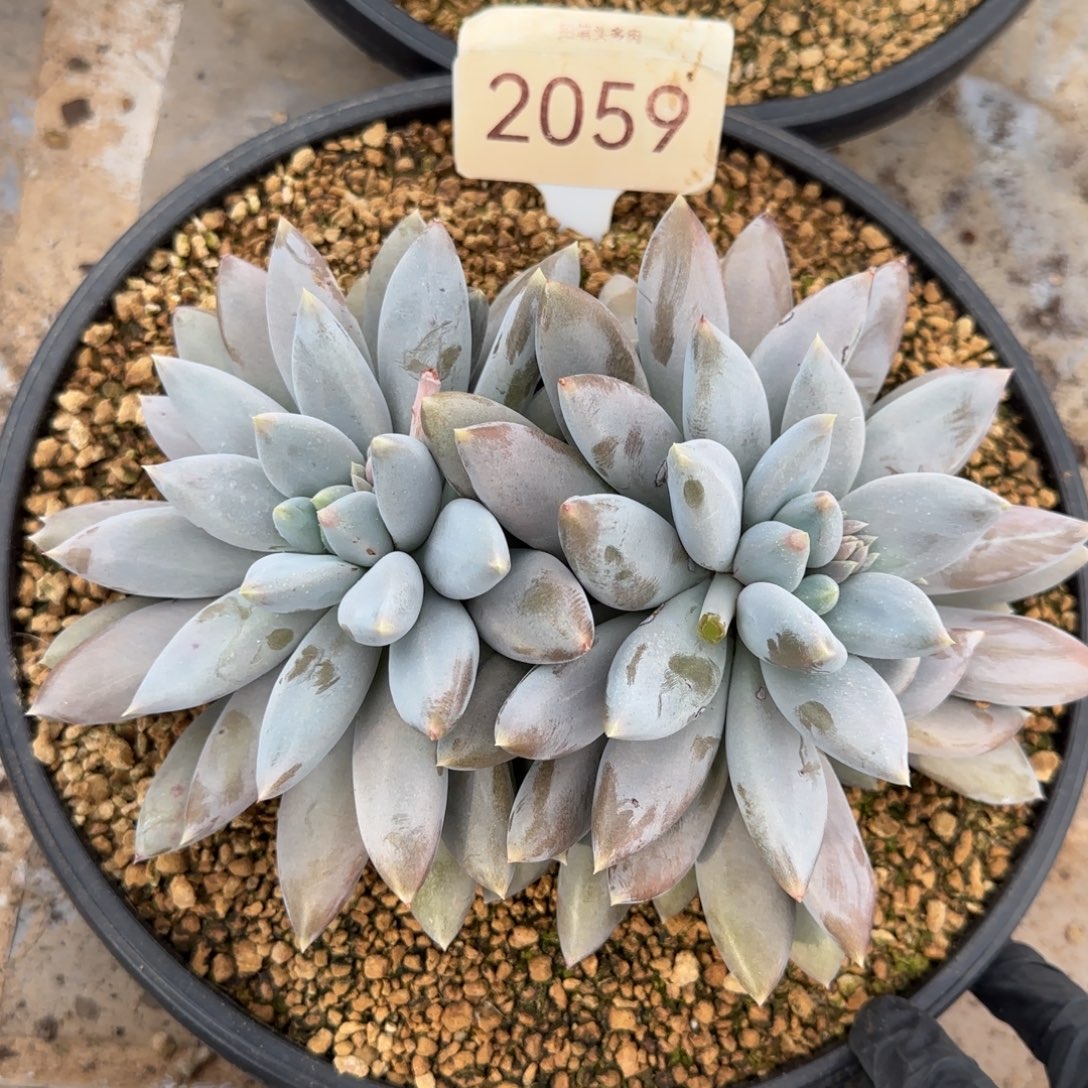 2059。      胖彩体哥特多肉