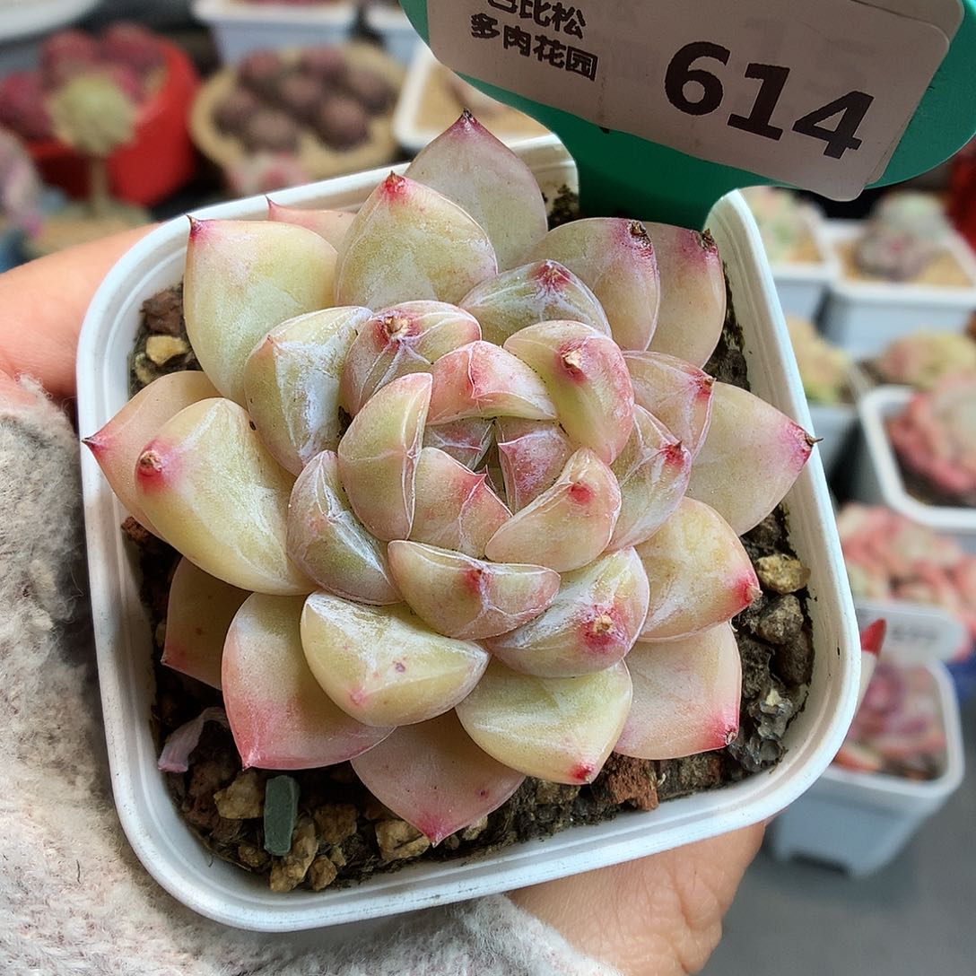 614钻石珍妮多肉植物