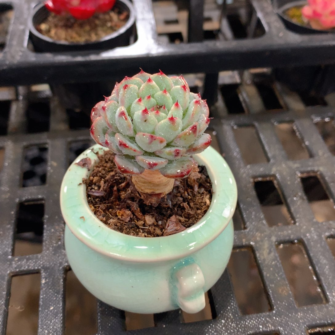 肉萌萌精控多肉 5cm盆量拍 蓝姬莲带盆