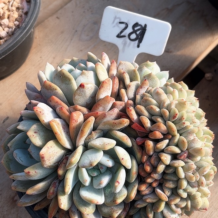 我是第一百个为妖刀应援的阴阳