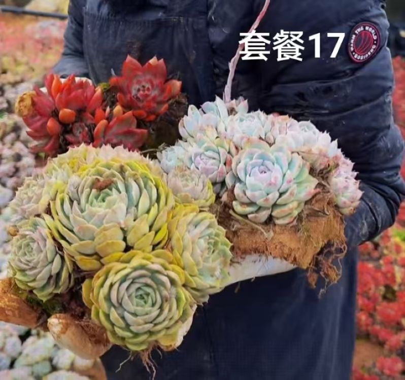 云漫多肉  LL东云系套餐17      多肉植物