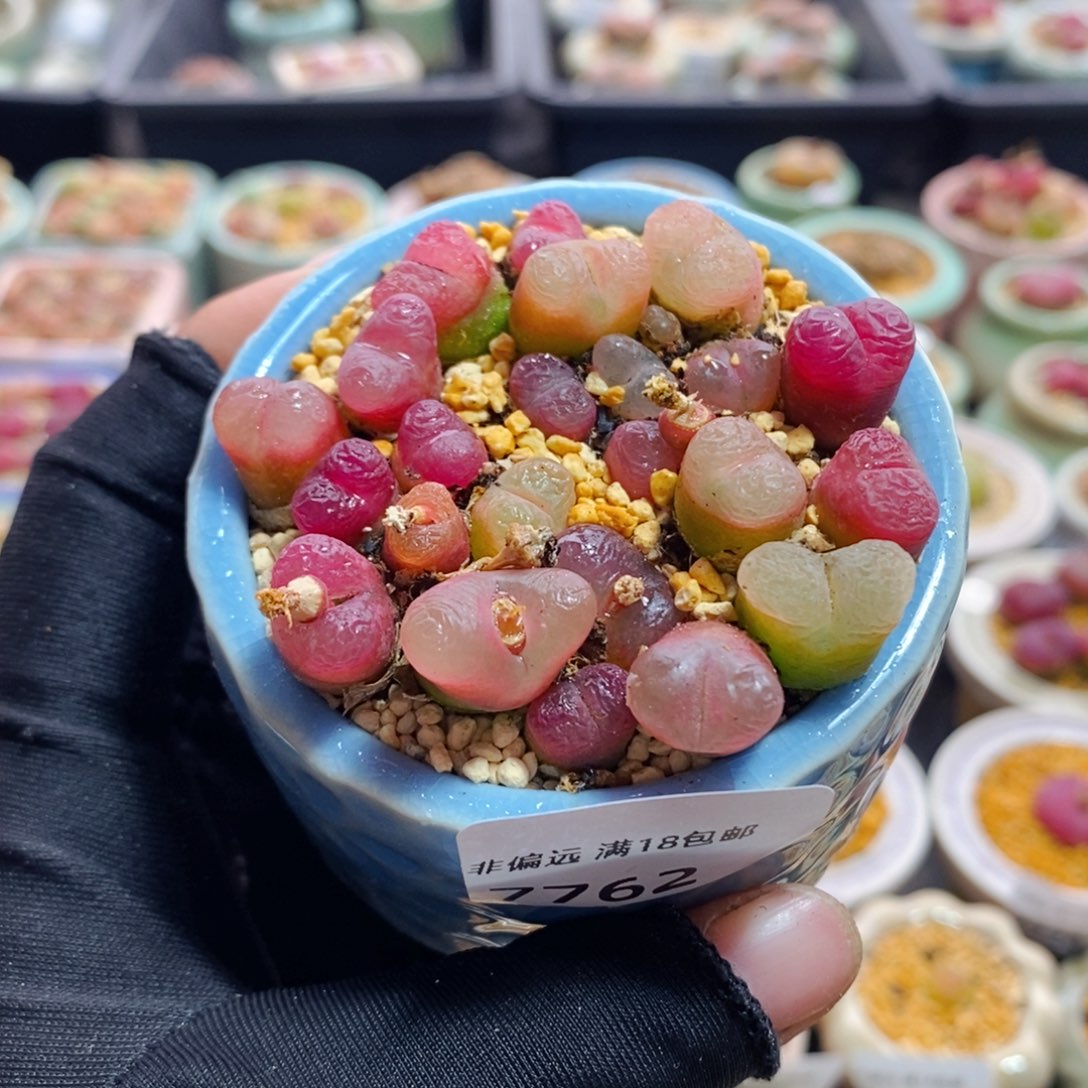 7762--一物一拍 带盆