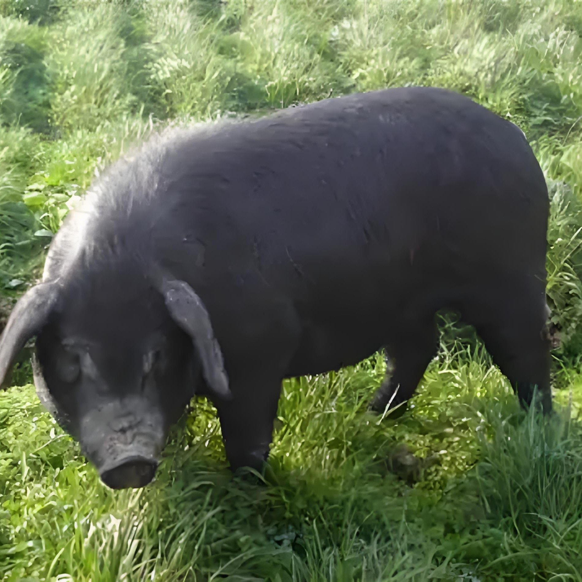 贵州农家熟食粮食土猪肉1
