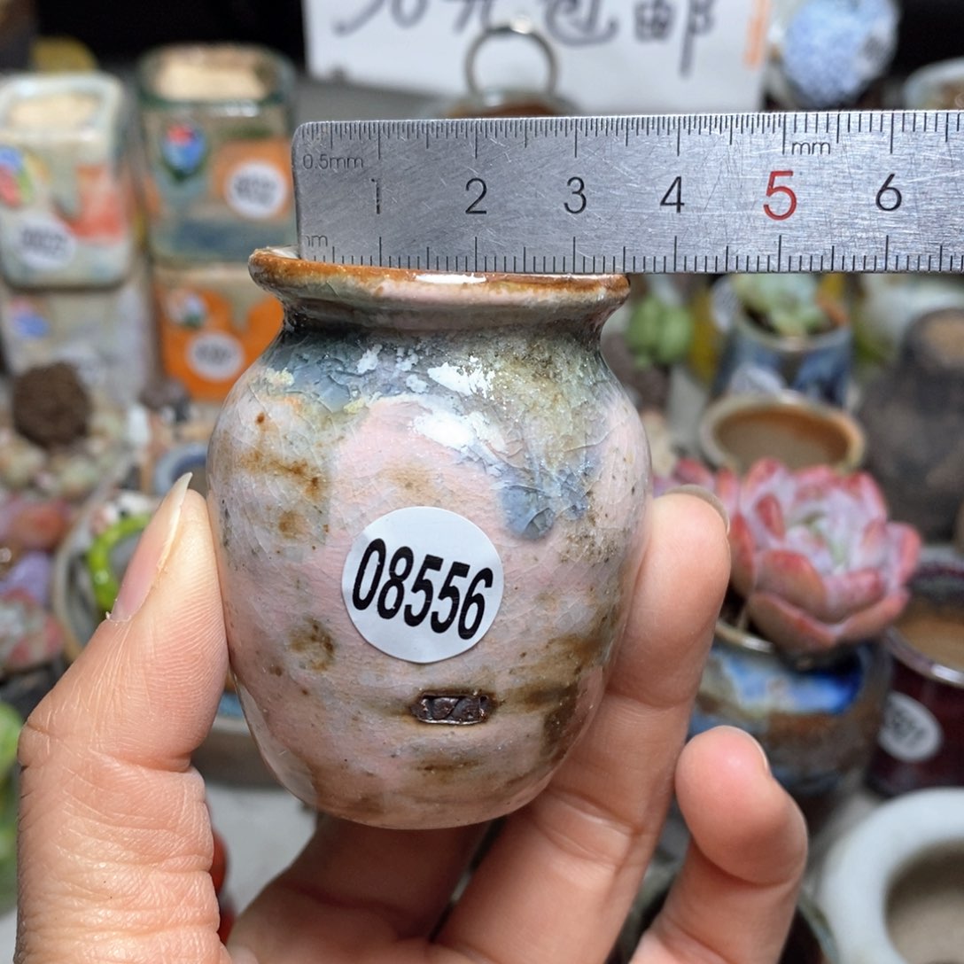 花盆拍5送一个小礼物