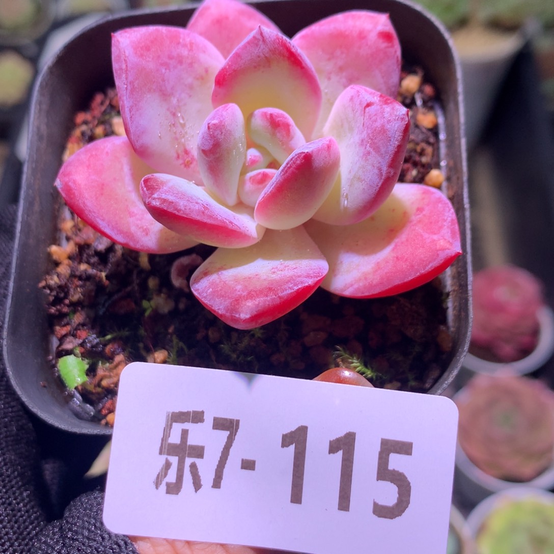 乐然 7-115 糖心雪莲 