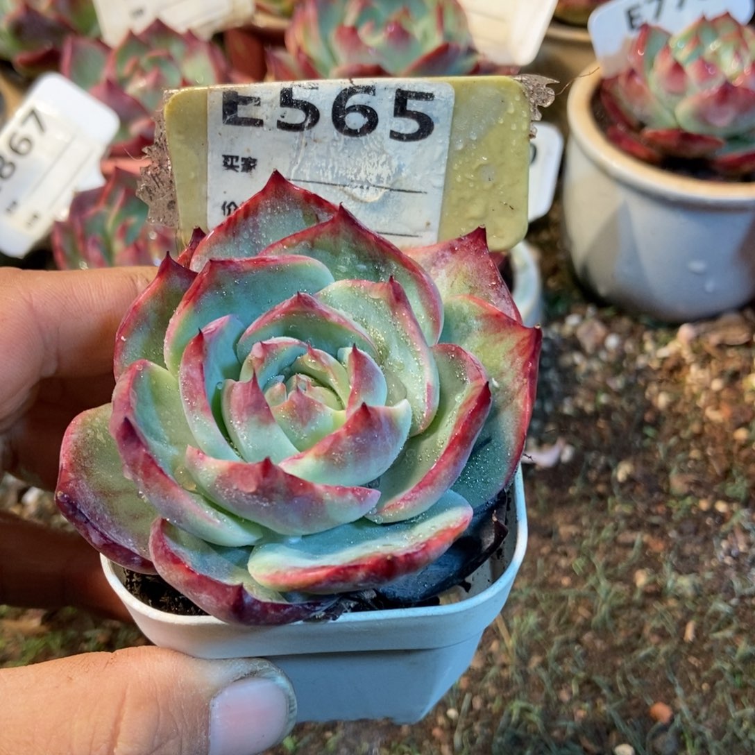 惊鸿一瞥565号楼