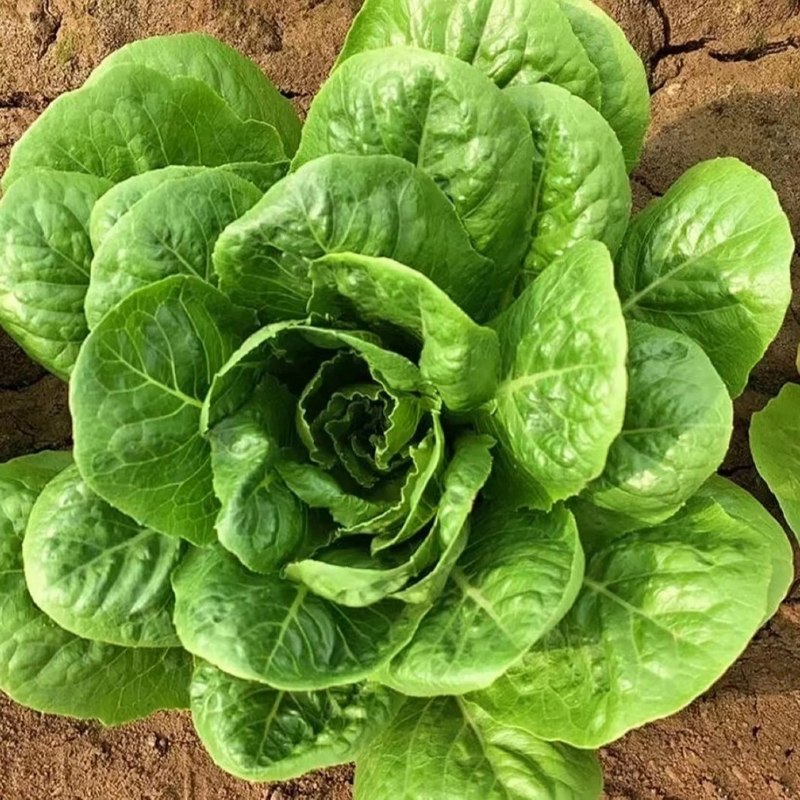 【孔雀菜种子】四季种植生吃脆甜直立生菜盆栽大田