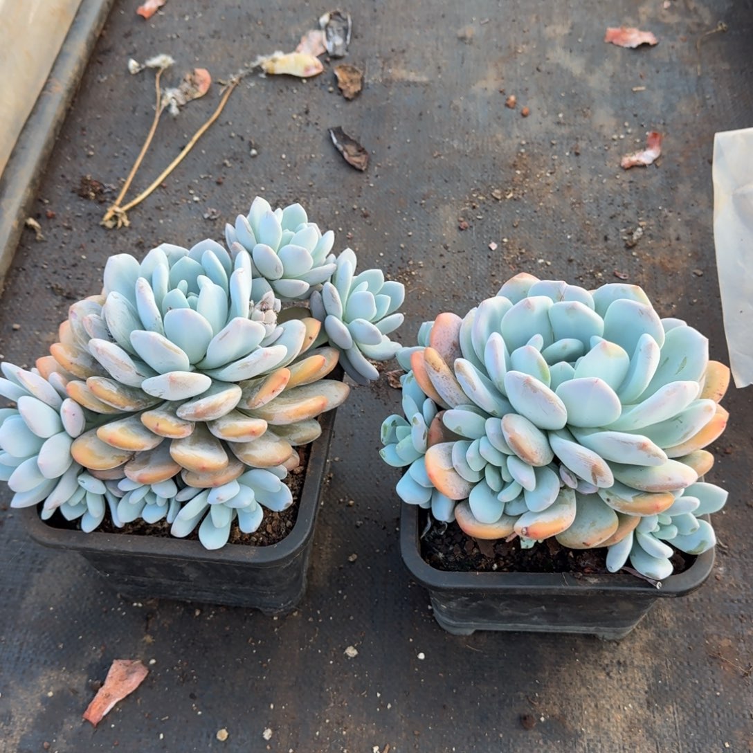 *****2个香橙多肉植物群生
