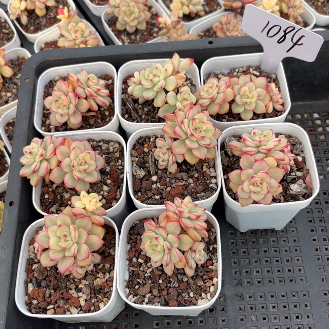 不包整散 盆子不售后1084