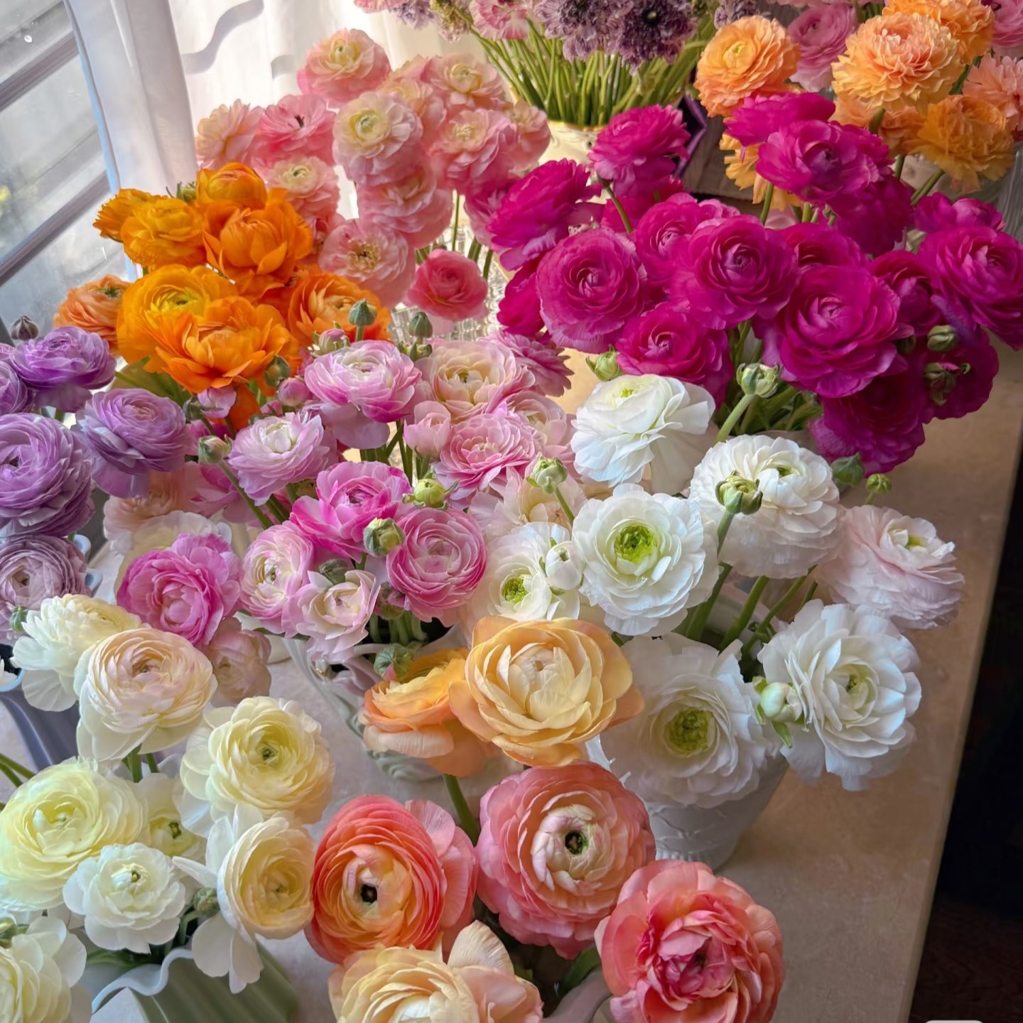 【洋牡丹】中长杆精品洋牡丹3扎3色云南鲜花【0度以下请拍保温棉】