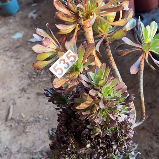 陈***姐多肉植物一个黑法