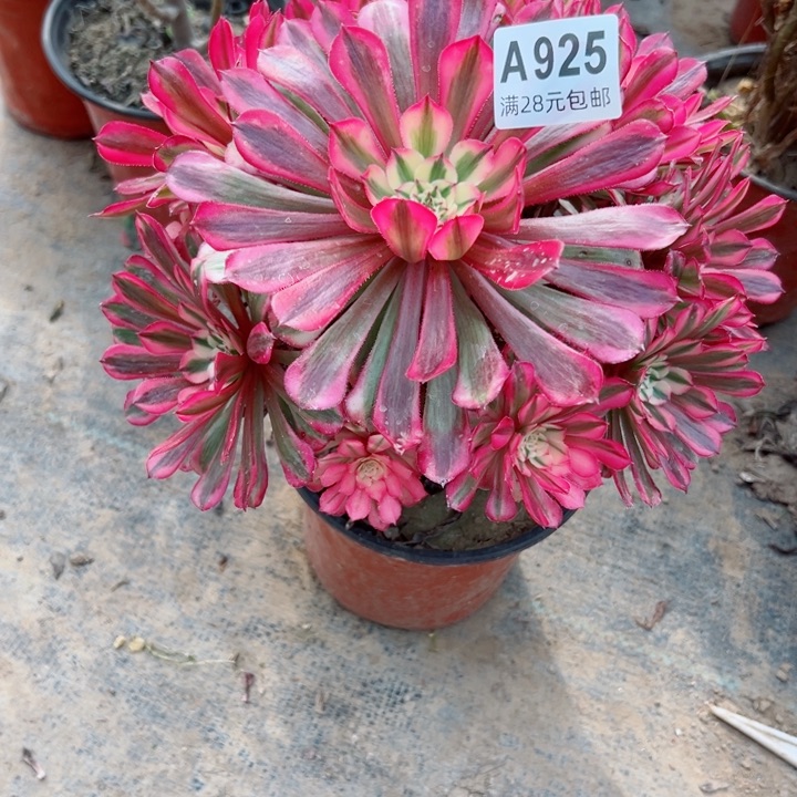 925t^_^铜壶锦多肉植物